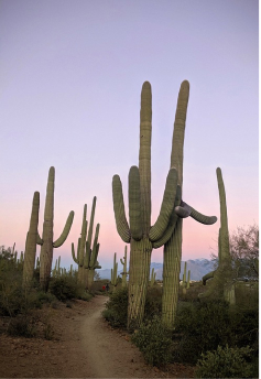 Cacti at sunset